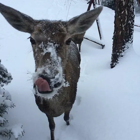 Alesandro Apartment *